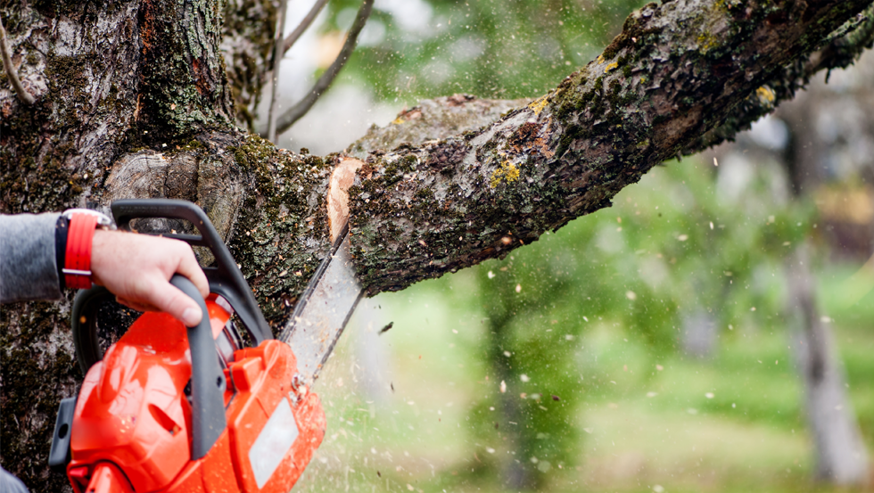 Tree Service