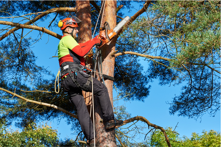 tree evacuation administration