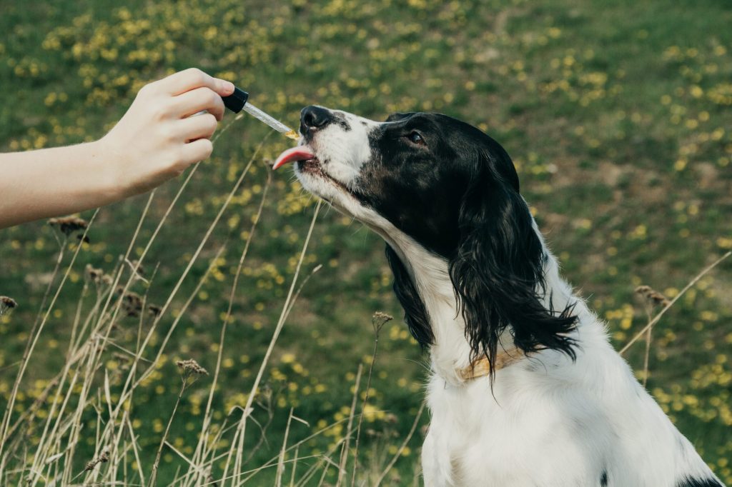 Best cbd oil for dogs