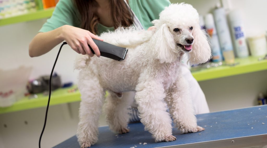 mobile pet prepping