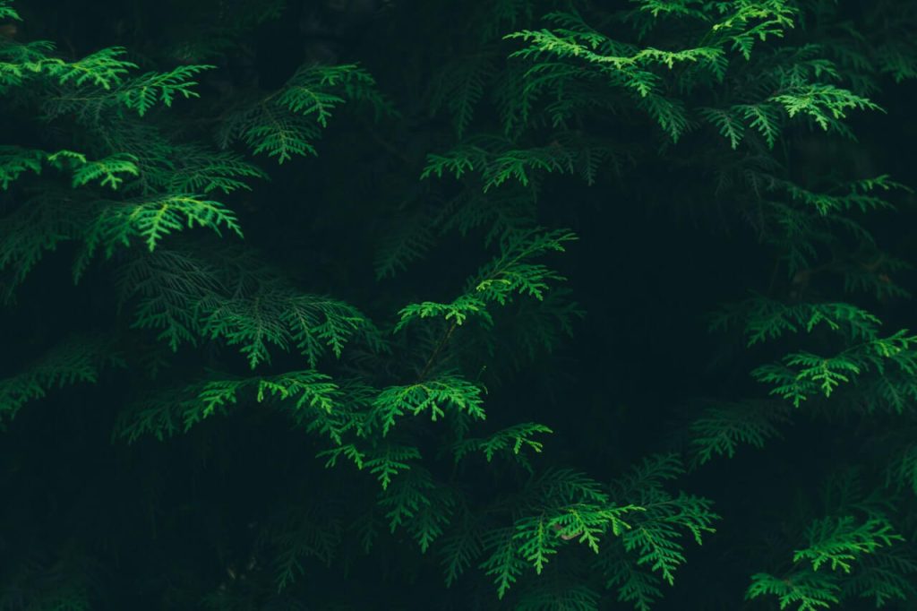 Carbon Offsetting