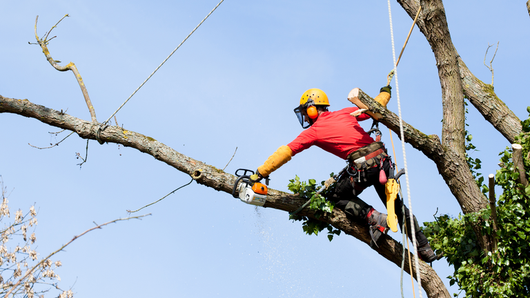 Tree trimming